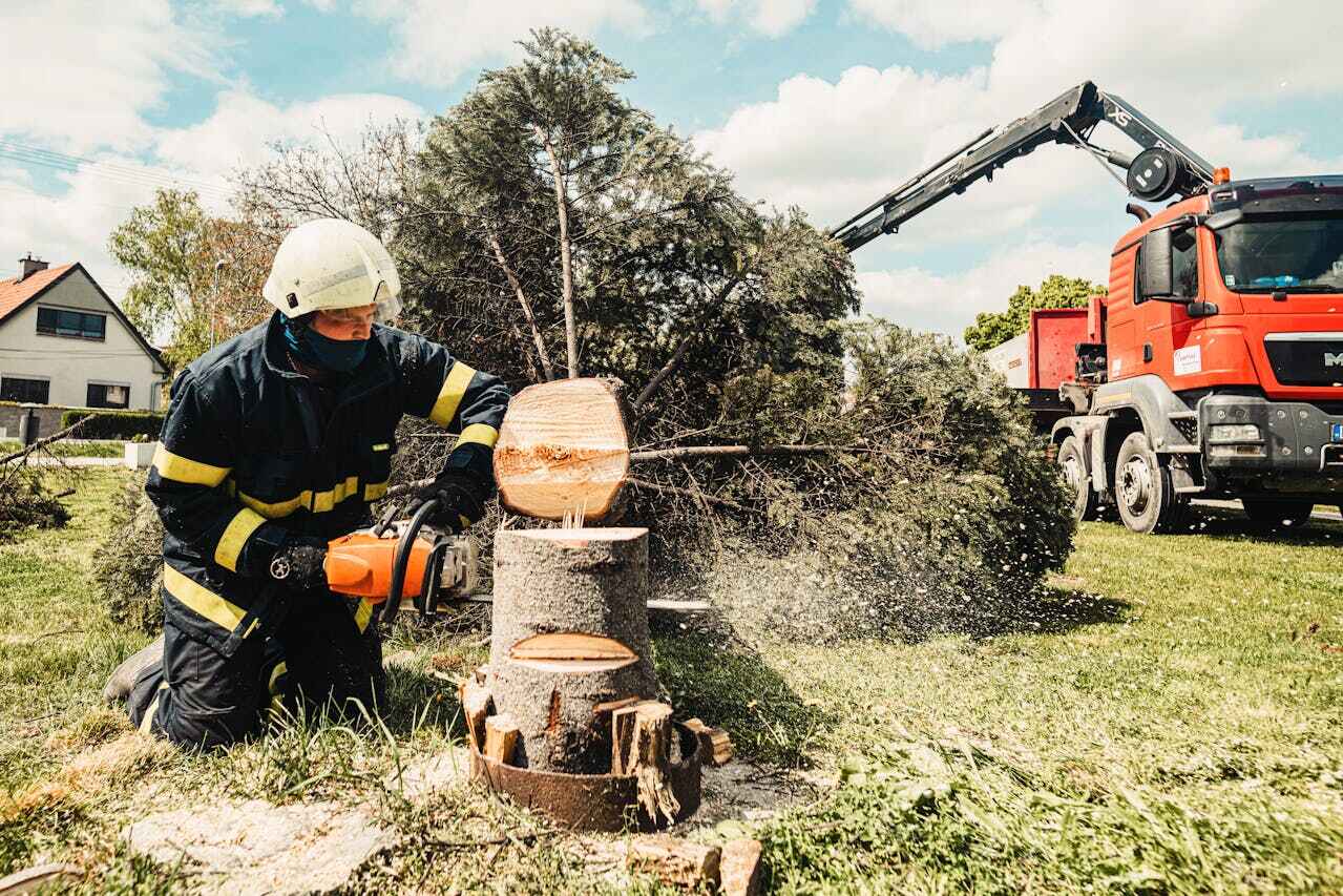 Best Tree Stump Removal  in Dennis Port, MA